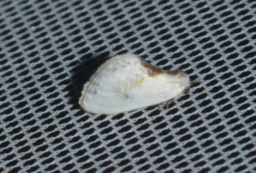 Réf. 317 732 : Cilix glaucata